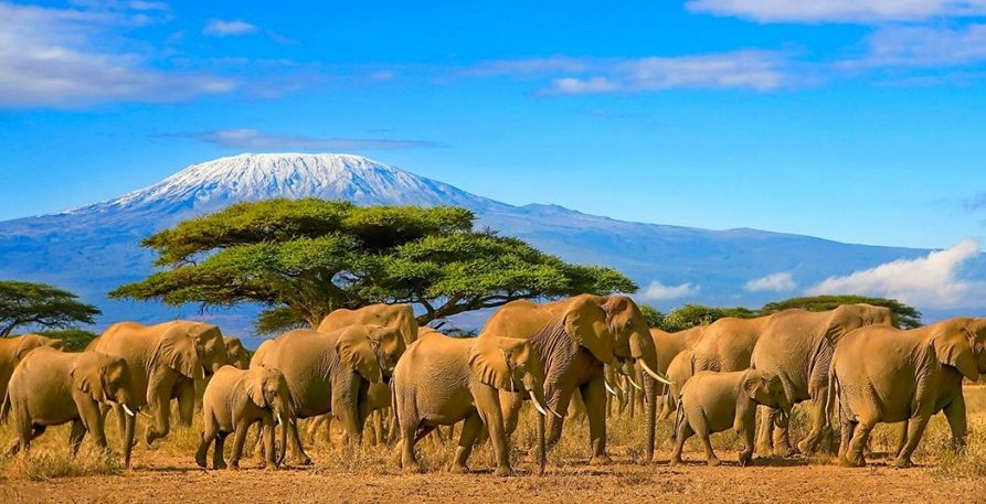 Summer 2027: Tanzania & Zanzibar Safari Adventure